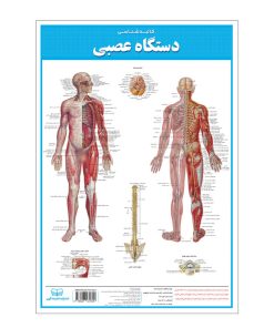 پوستر آموزشی انتشارات اندیشه کهن مدل کالبدشناسی دستگاه عصبی کد 35-50