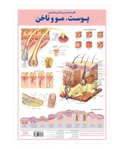 پوستر آموزشی انتشارات اندیشه کهن مدل آسیب‌شناسی و کالبدشناسی پوست، مو و ناخن