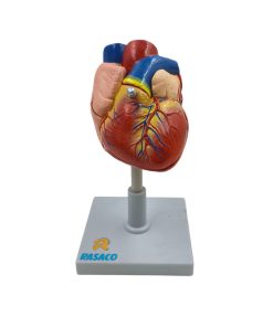 بازی آموزشی رساکو مدل قلب انسان اندازه طبیعی